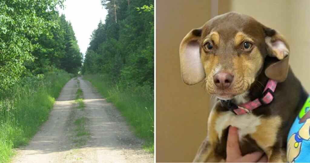 Hunden Oppfører Seg Merkelig Og Eieren Følger Etter Inn I Skogen! Det ...